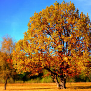 Herbstgedanken